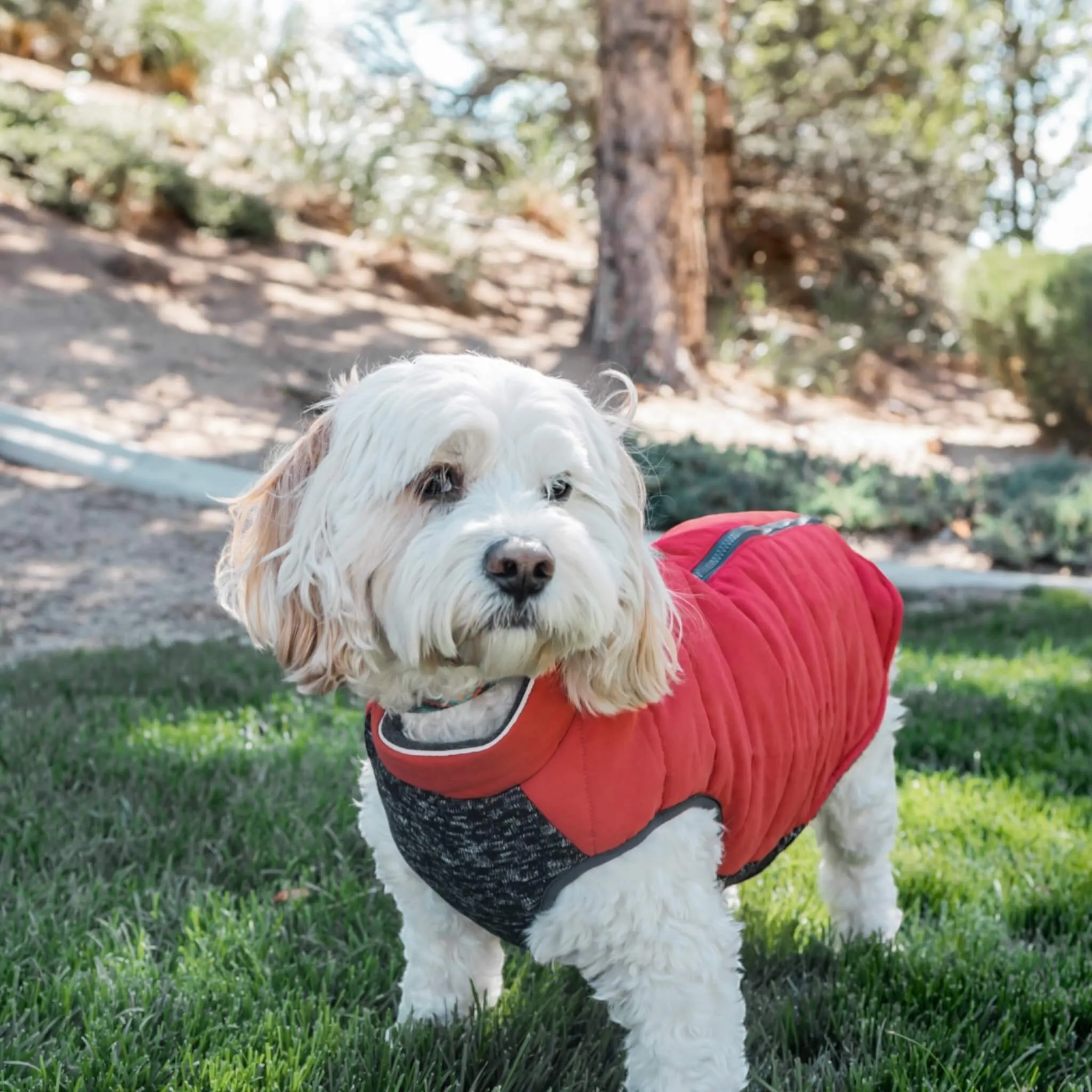 Cheshire Step-In Dog Coat